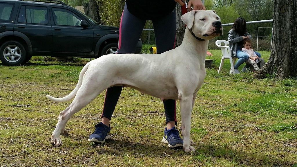 Jacara Perro del Chaco