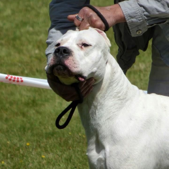 Lollipop De La Crau Blanche