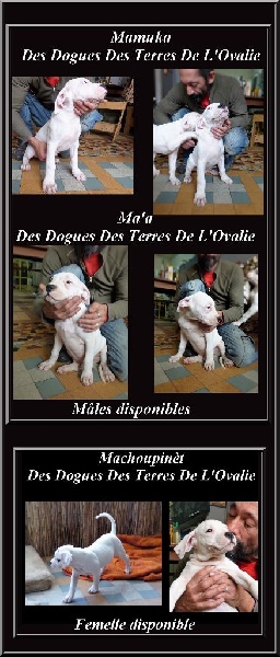 Des Dogues Des Terres De L'ovalie - Dogo Argentino - Portée née le 30/08/2016
