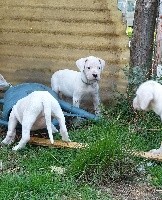 Des Dogues Des Terres De L'ovalie - Dogo Argentino - Portée née le 23/08/2019