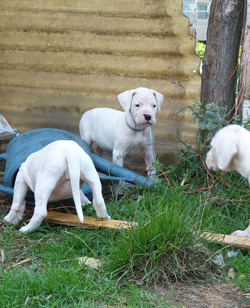 Des Dogues Des Terres De L'ovalie - Chiot disponible  - Dogo Argentino